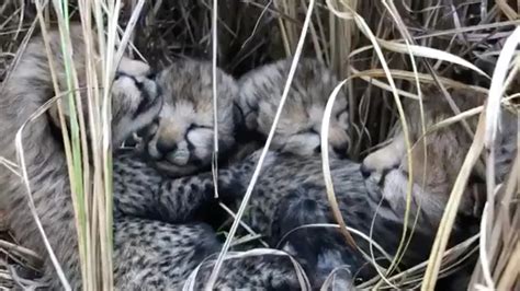La muerte de tres cachorros de guepardo asesta un duro golpe a los esfuerzos de reintroducción en la India
